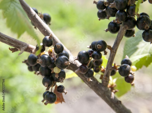Black currant on a branch with a garden