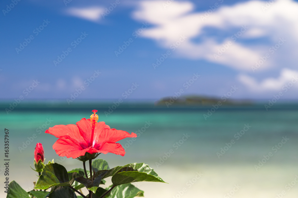 青い海とハイビスカスの花　沖縄イメージ