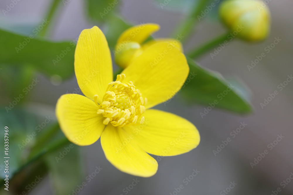 Fototapeta premium Blüte der Sumpfdotterblume (Caltha palustris)