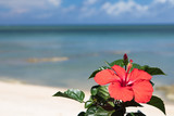 青い海とハイビスカスの花　沖縄イメージ