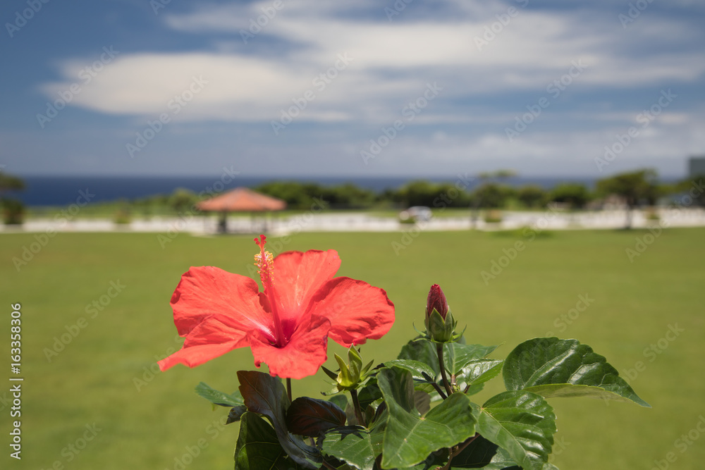 青い空とハイビスカスの花　沖縄イメージ