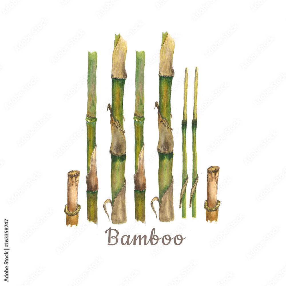 Watercolor botanical illustration of bamboo stems isolated on white background with text Watercolor botanical illustration of bamboo stems isolated on white background with text