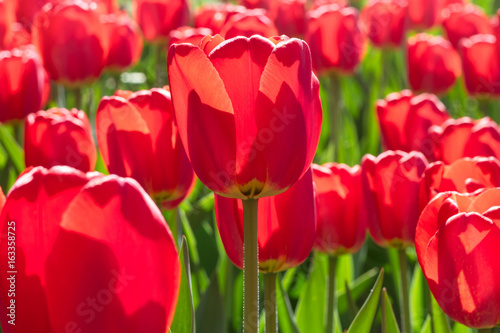 Group and close up of red single beautiful tulips growing in the garden