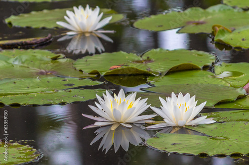 Pond Blossom