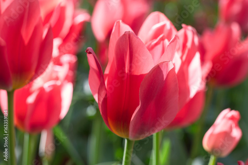 Group and close up of red lily-flowered singlebeautiful tulips growing in the garden