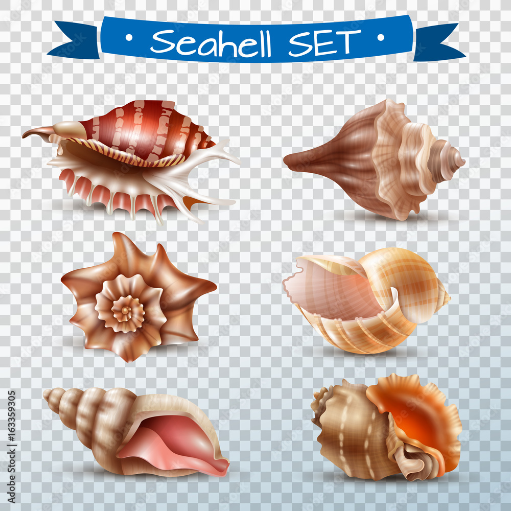Seashell Transparent Set Seashell Transparent Set