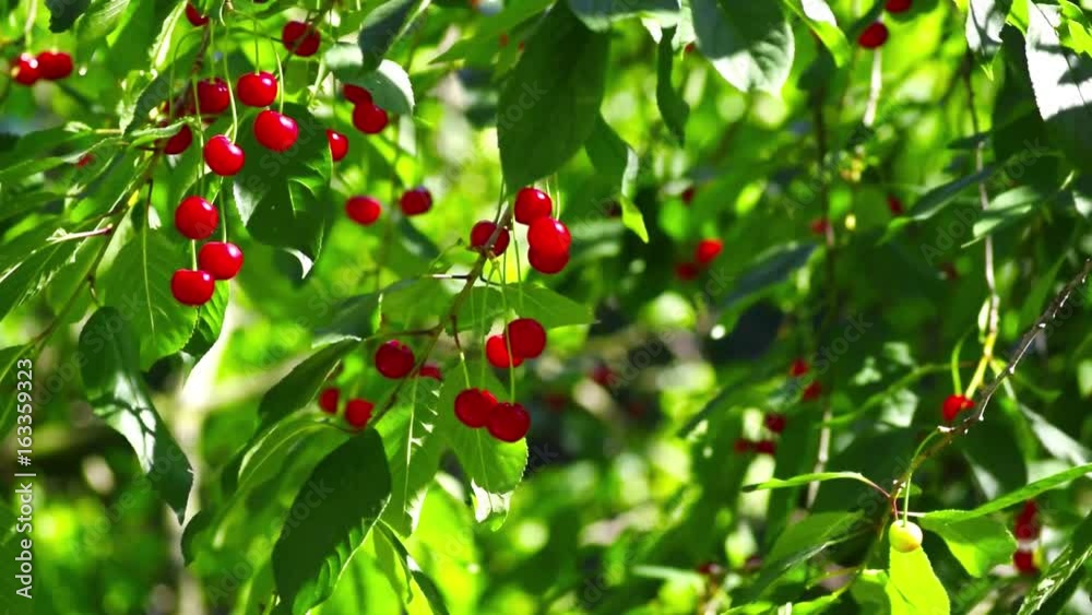Cherry tree Cherry tree