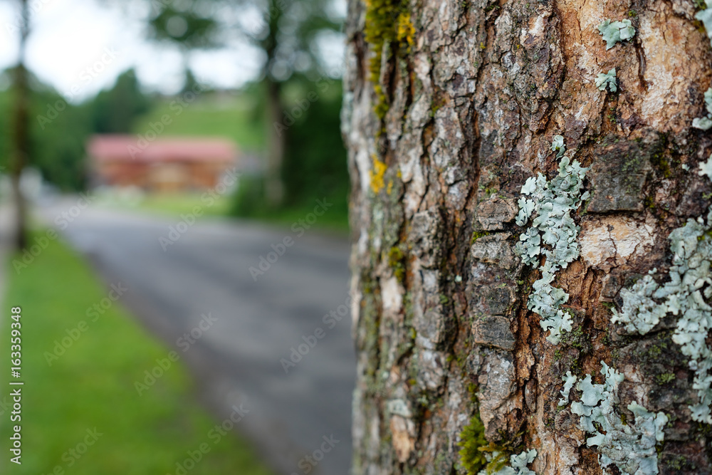 Fototapeta premium Alter Baum mit grober Rinde und Flechten und Moos