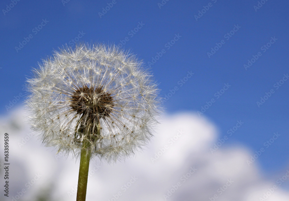 White fluffy dandelion on a background of blue sky and clouds