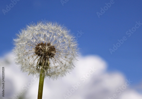 White fluffy dandelion on a background of blue sky and clouds