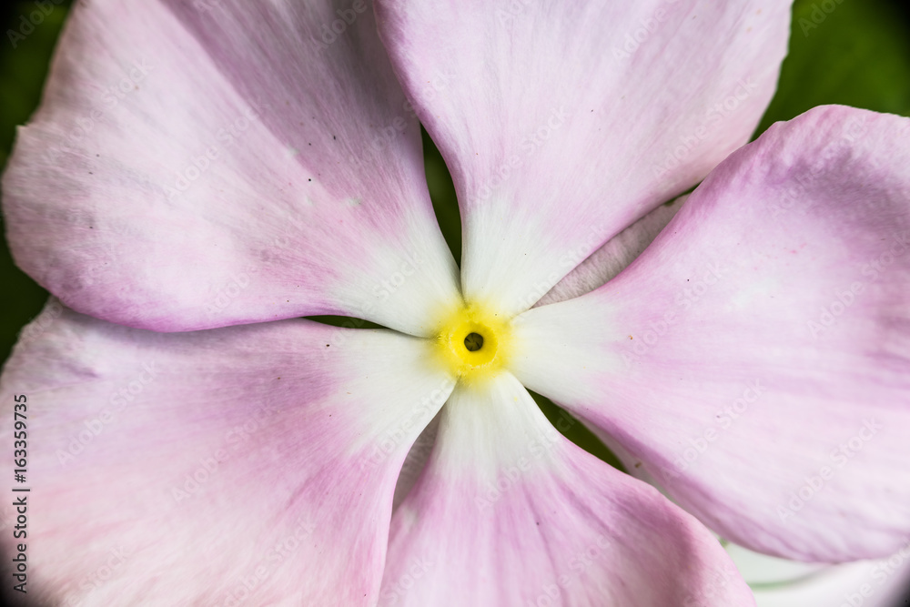 Macro closeup of rosy periwinkle flower showing detail and texture