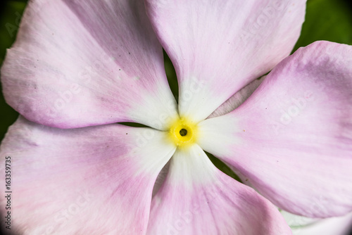 Fototapeta Naklejka Na Ścianę i Meble -  Macro closeup of rosy periwinkle flower showing detail and texture