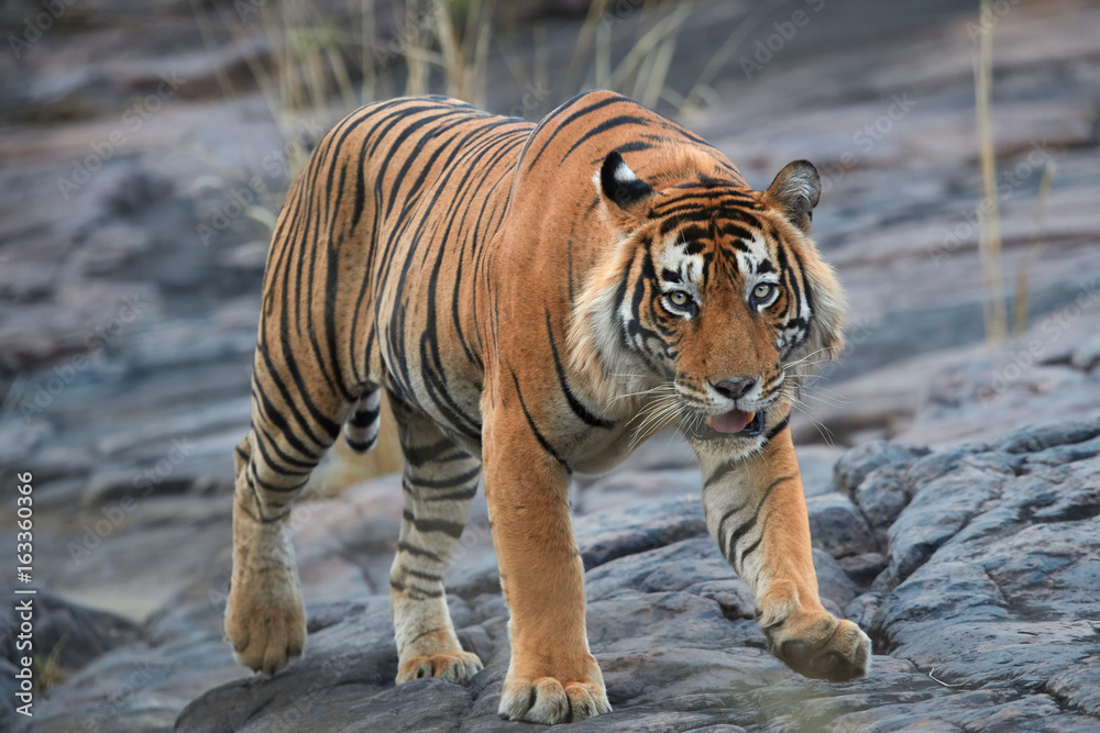Obraz premium Close up, big male of Bengal tiger, Panthera tigris, walking on the rock. Wild tiger from front view, staring directly at camera. Indian wildlife, Ranthambore, India.