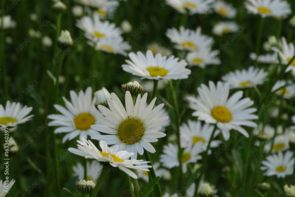 Margariten auf em Feld