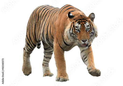 Male of Bengal tiger  Panthera tigris  isolated on white background. Tiger from front view  staring directly at camera. Indian wildlife  Ranthambore  India.