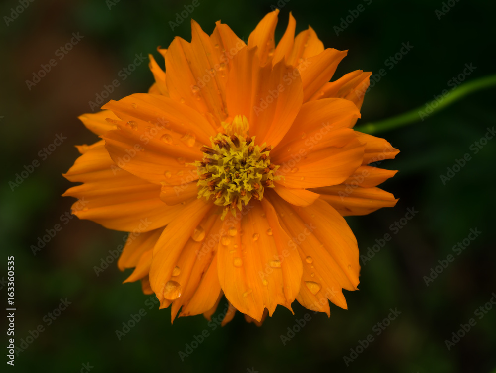 orange cosmos flower with water drop in the dark background. orange cosmos flower with water drop in the dark background.