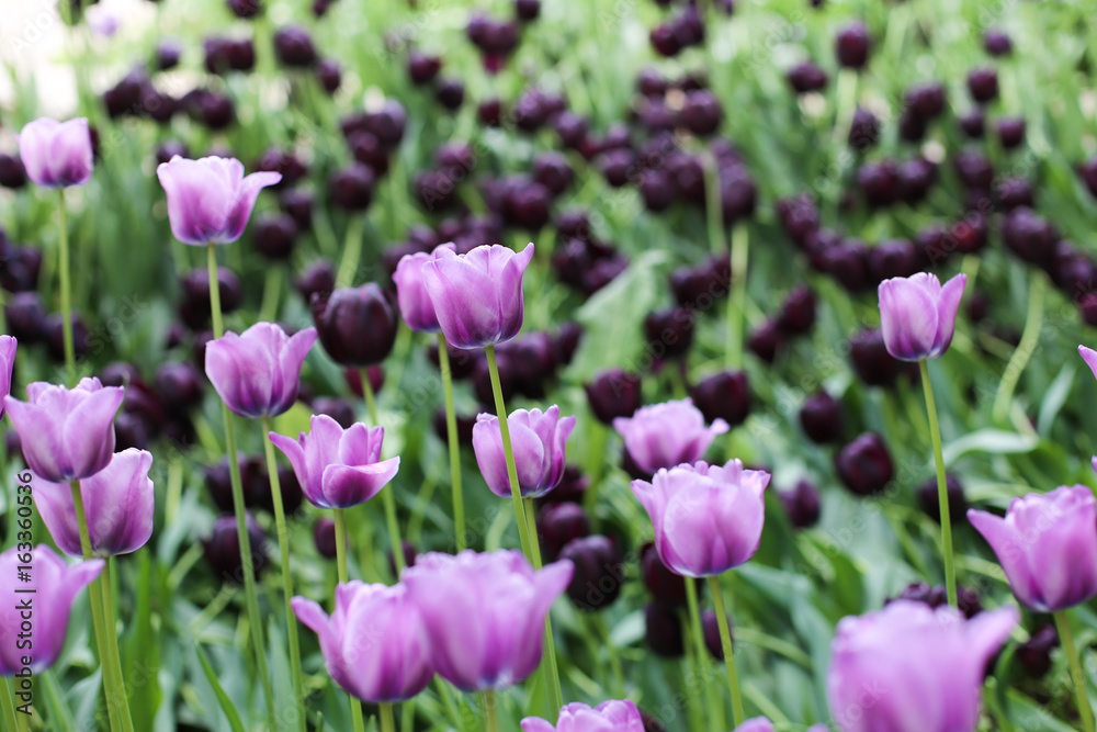 Violet and dark purple tulips 