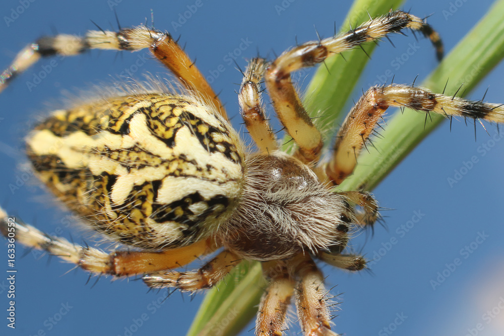 Fototapeta premium Spider