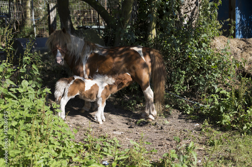 A baby pony is nursing his mother's milk © paula sierra