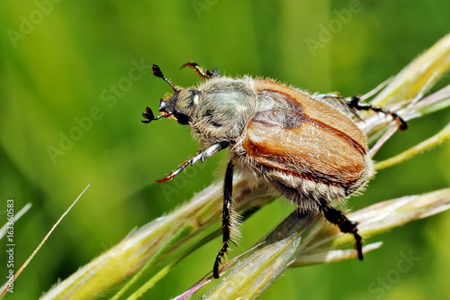 Obraz na plátně Summer chafer
