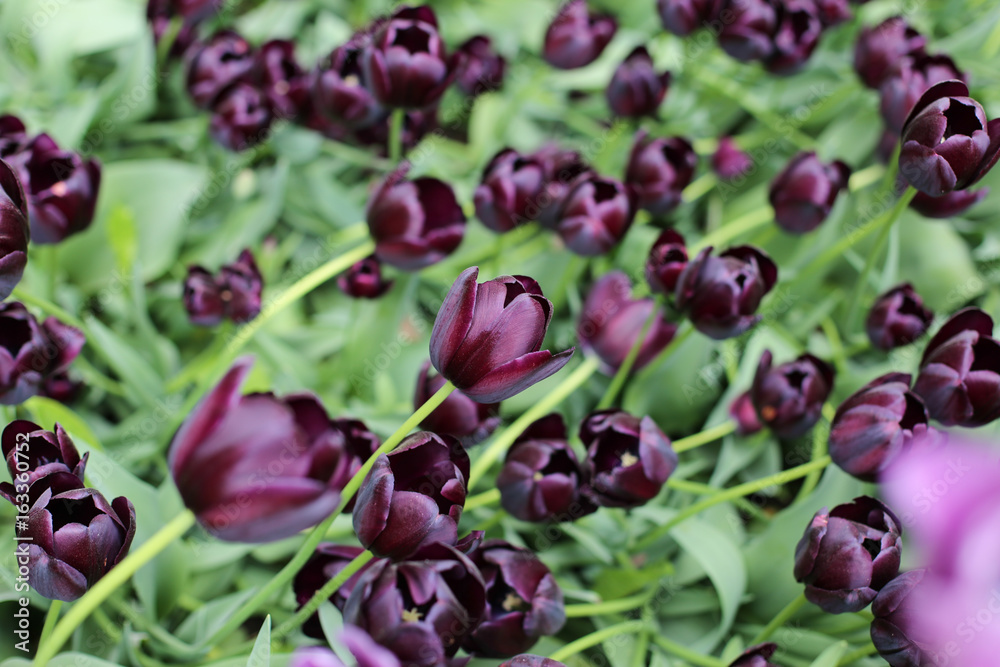Obraz premium Dark purple tulips closeup