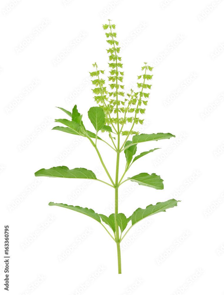 Fototapeta premium fresh sweet basil flower isolated on a white background