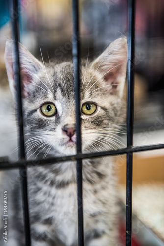 Portrait of one tabby grey kitten looking through cage behind bars waiting for adoption