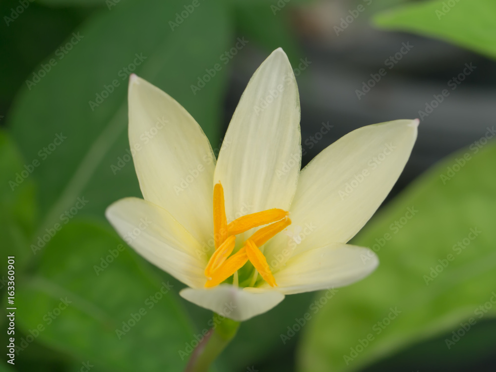 Beautiful rain lily flower. Beautiful rain lily flower.
