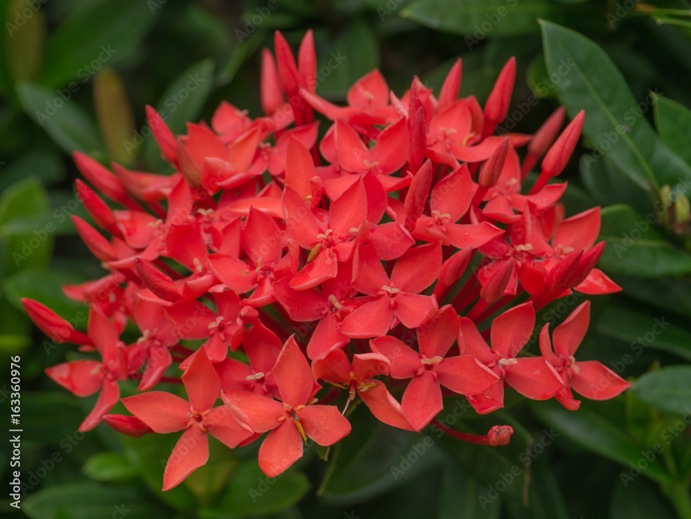 Ixora flowers in the garden at the park