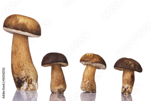 Porcini mushroom group in white isolated background