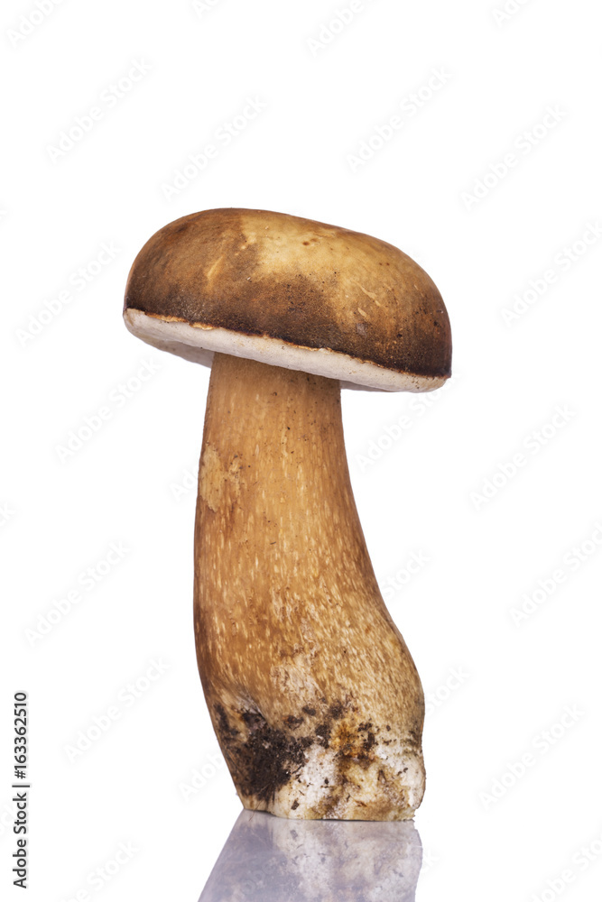 Porcini Mushroom Porcini Mushroom