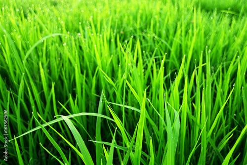 Soft focus Grass.