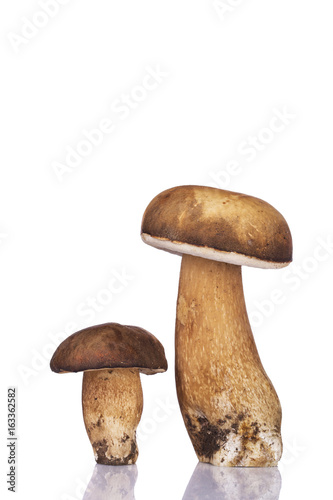 Two boletus mushrooms isolated
