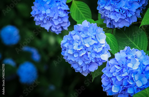 Fototapeta Naklejka Na Ścianę i Meble -  青色の紫陽花