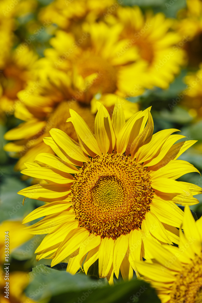 The Sunflower in an agricultural field at the farm The Sunflower in an agricultural field at the farm