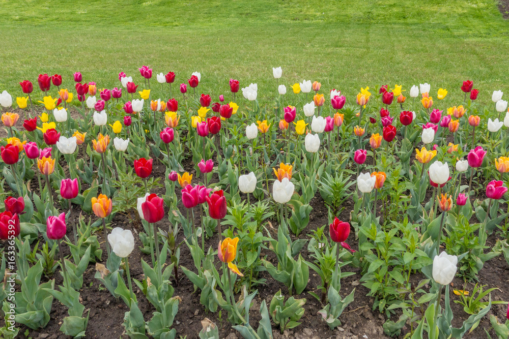 Obraz premium Tulips on VDNKh