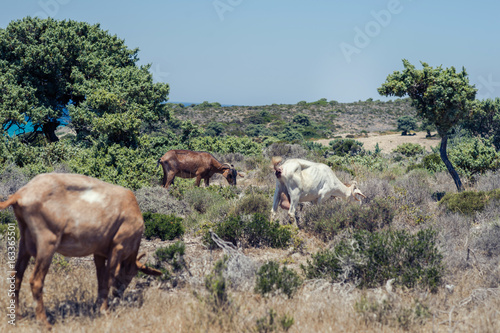 Goats graze on a meadow of mountain at sunset of Greece. Cow on the mountain opposite sea © flowertiare