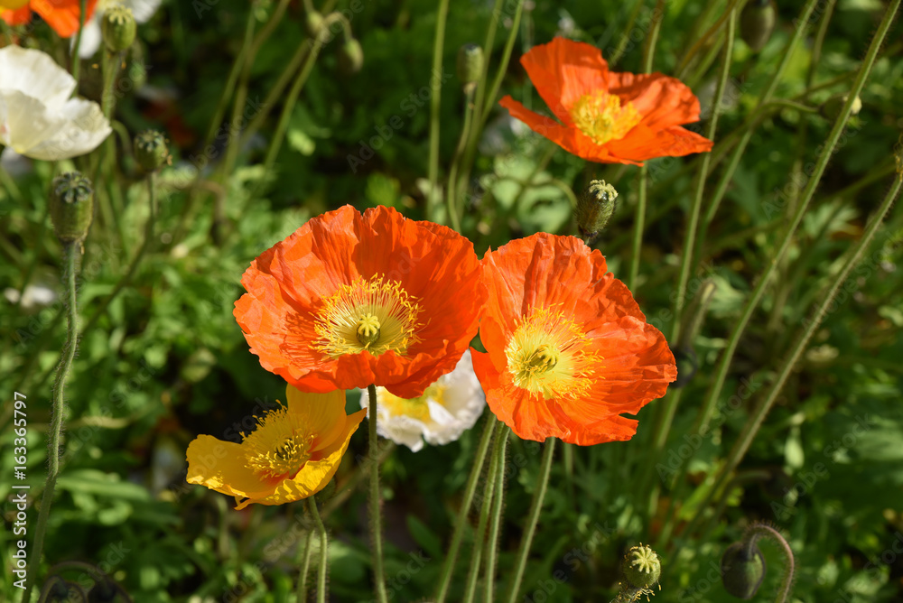 Pavot orange au printemps