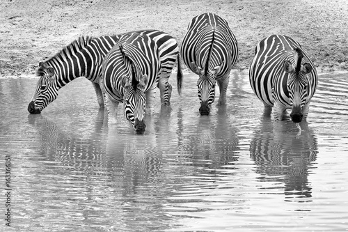 Zebra waterhole