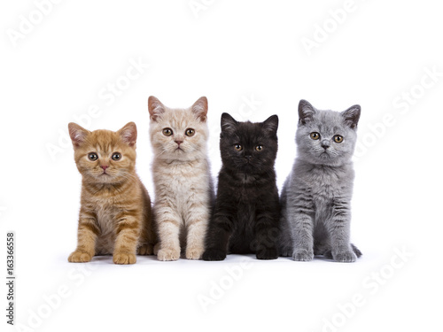 Fotografia, Obraz Row of four British Shorthair cats / kittens sitting isolated on white backgroun