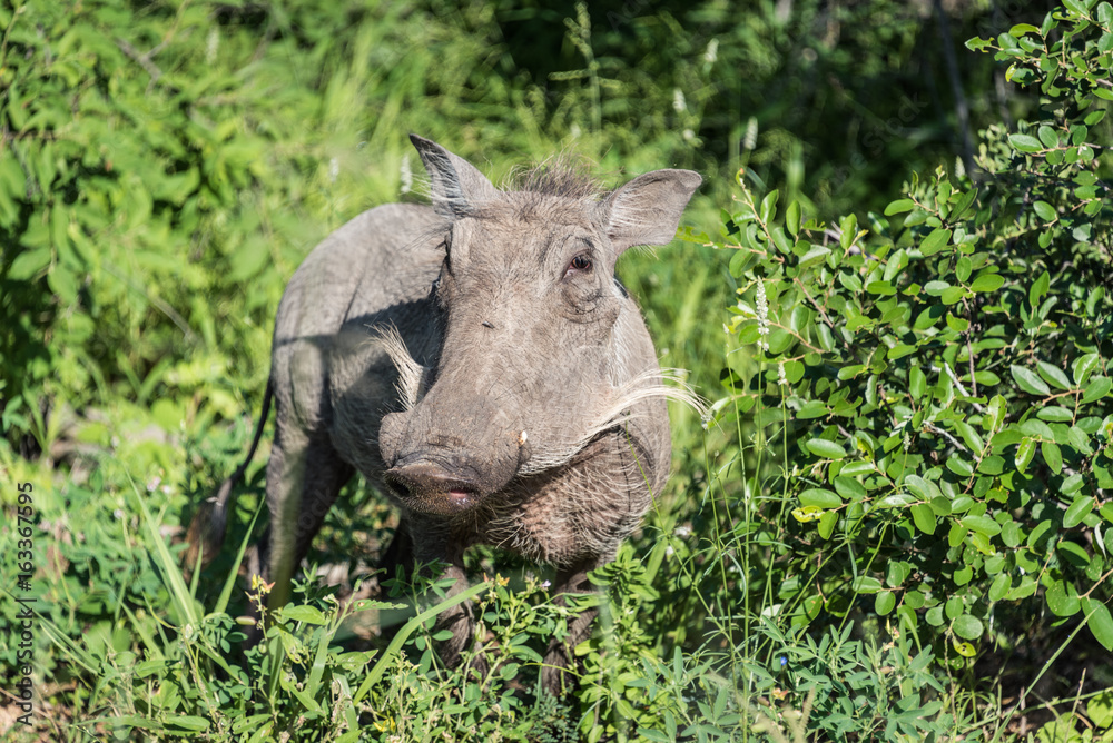 Warthog