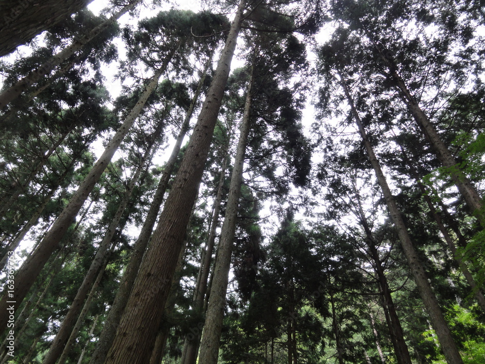 Fototapeta premium 森の中