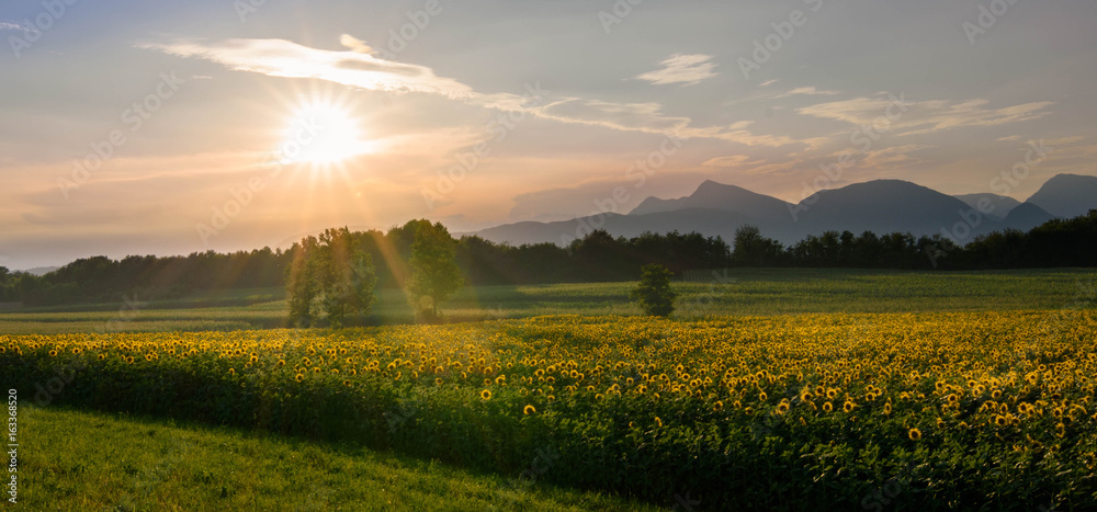 Beautiful yellow sunflowers on a summer sunset in the italian meadows.