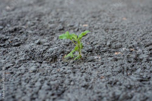 Little flower sprout grows through urban asphalt ground