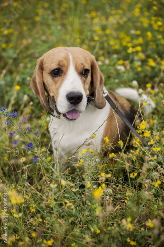 Dog of the Beagle breed on a walk