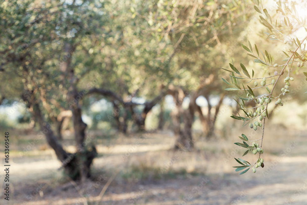 Fototapeta premium A detail closeup of green olives in olive grove with selective focus on the olive branch