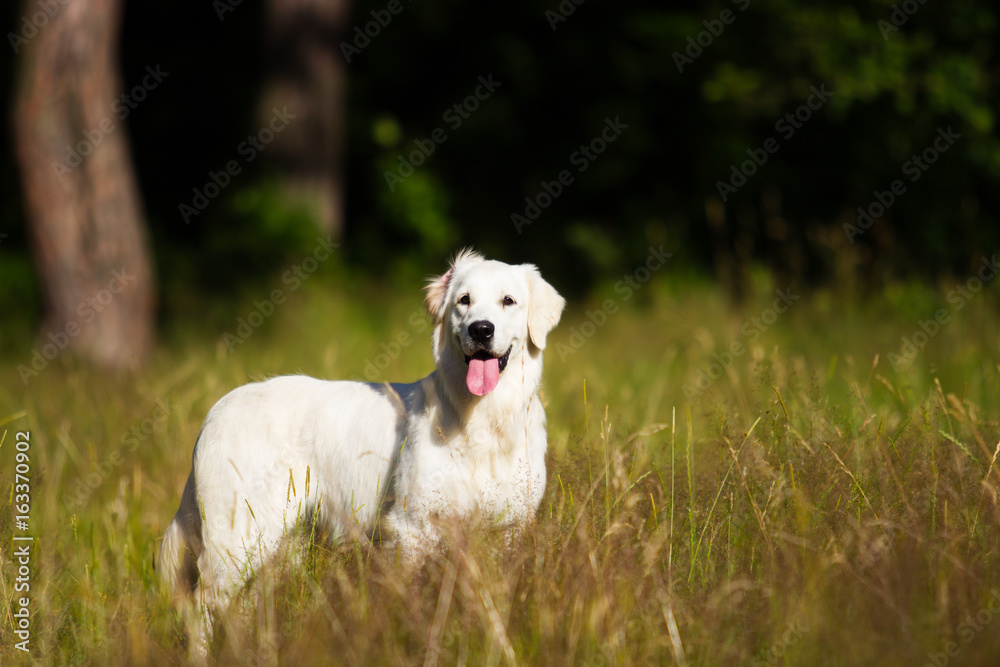 golden retriever dog golden retriever dog