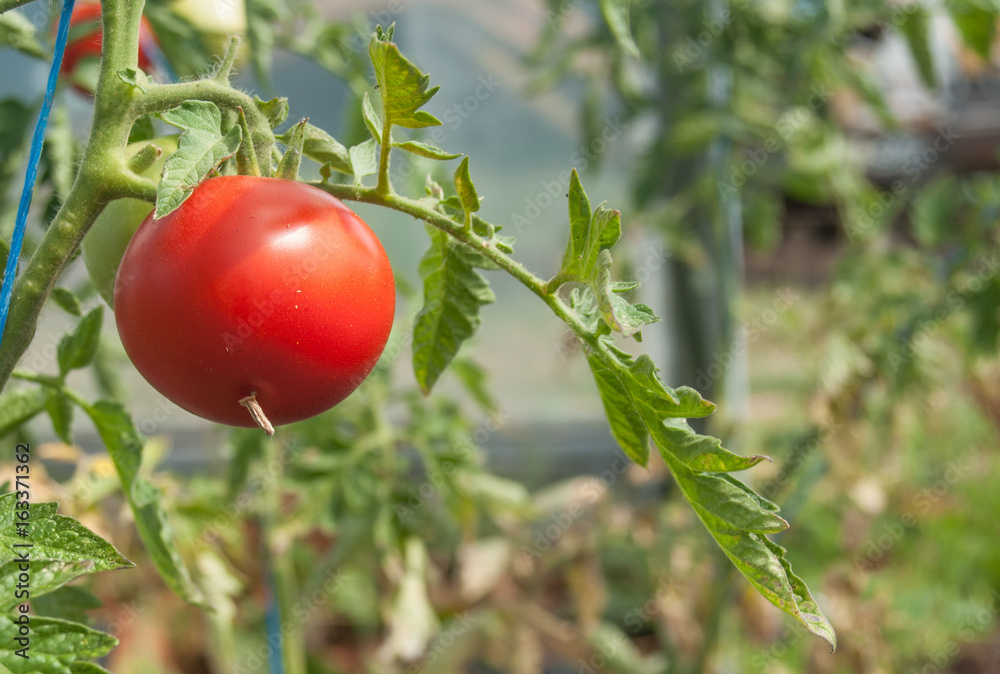 détail tomates dans une serre biologique