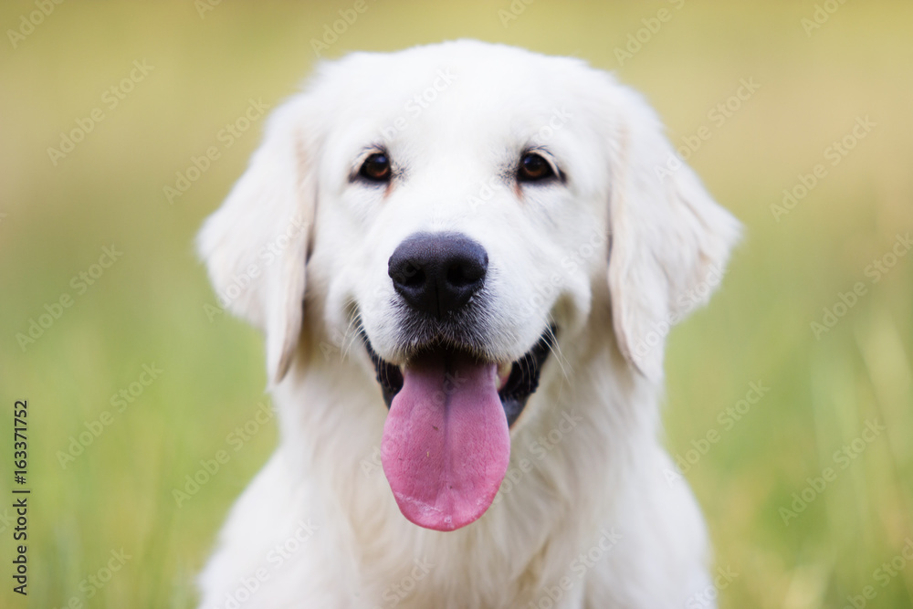Portrait of a golden retriever dog Portrait of a golden retriever dog
