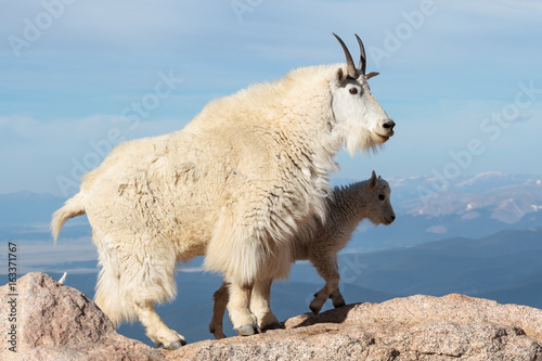Wild Mountain Goats of the Colorado Rocky Mountains